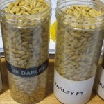 photo of  2 grades of barley