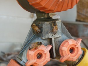 photo of bees at tap connection
