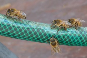 photo of bees drinking from water they have made run down a hose