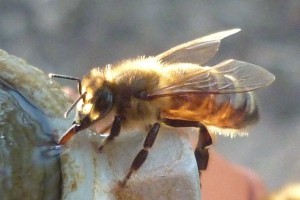 photo of European Honey Bee drinking 