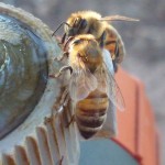 photo of bees creating a pool to drink from