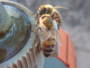 photo of bees creating a pool to drink from