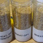 photo of 3 grades of wheat