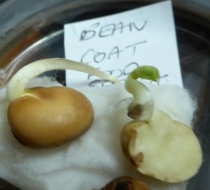 bean sprout and  coatP1130242