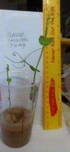 chick pea seedling