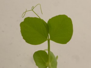 field pea leaves 28 days