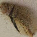 Sparshall's Moth caterpillar