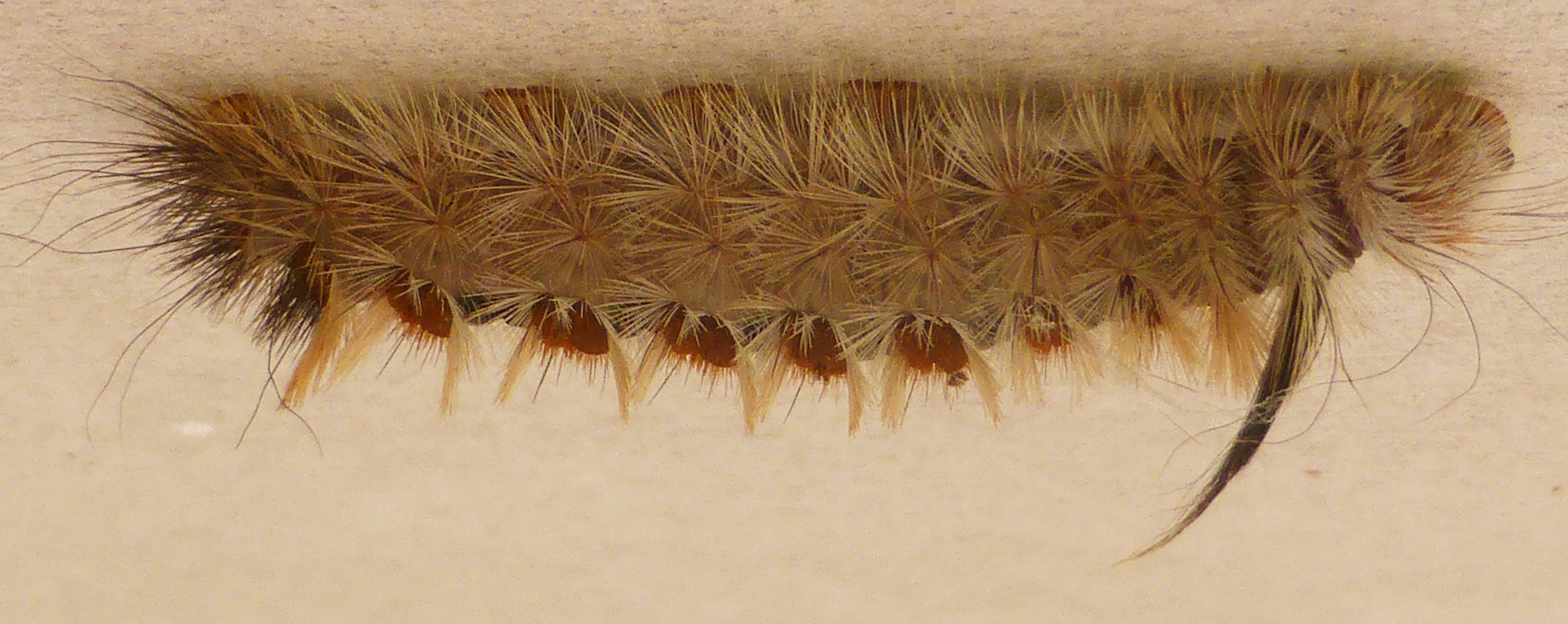 http://enviroed4all.com.au/wp-content/uploads/2016/09/Sparshalls-Moth-on-ceiling-fullP1130976.jpg